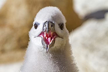 Black-browed albatross, Thalassarche melanophrys, chick in the nest on New Island in the Falkland Islands.