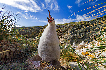 Black-browed albatross, Thalassarche melanophrys, chick in the nest on New Island in the Falkland Islands.