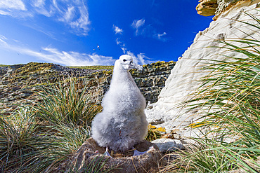 Black-browed albatross, Thalassarche melanophrys, chick in the nest on New Island in the Falkland Islands.