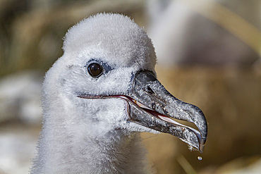 Black-browed albatross, Thalassarche melanophrys, chick in the nest on New Island in the Falkland Islands.