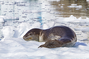 An adult leopard seal, Hydrurga leptonyx, hauled out on ice near the Antarctic Peninsula, Antarctica.