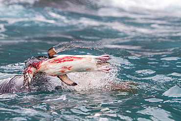 Adult leopard seal, Hydrurga leptonyx, feeding on a penguin near the Antarctic Peninsula, Antarctica.