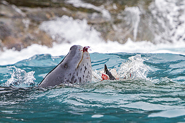 Adult leopard seal, Hydrurga leptonyx, feeding on a penguin near the Antarctic Peninsula, Antarctica.