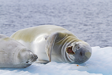 A pair of adult crabeater seals, Lobodon carcinophaga, hauled out on ice floe near the Antarctic Peninsula, Antarctica.