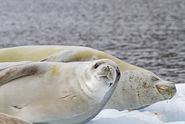 A pair of adult crabeater seals, Lobodon carcinophaga, hauled out on ice floe near the Antarctic Peninsula, Antarctica.