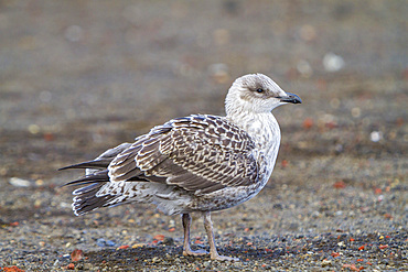 Juvenile kelp gull, Larus dominicanus, at Port Foster inside the caldera at Deception Island, Antarctica, Southern Ocean.
