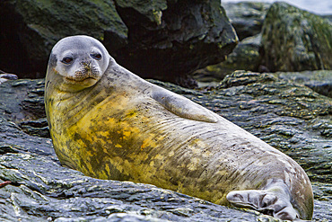 Weddell seal, Leptonychotes weddellii, hauled out on Coronation Island in the South Orkneys, Antarctica.