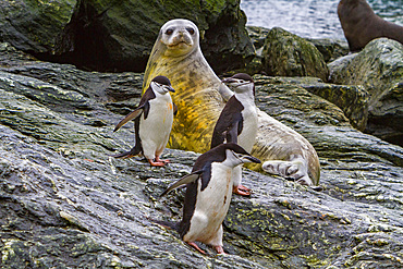 Weddell seal, Leptonychotes weddellii, hauled out on Coronation Island in the South Orkneys, Antarctica.