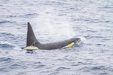 An adult male killer whale, Orcinus orca, surfacing in the Drake Passage near the Antarctic Peninsula.