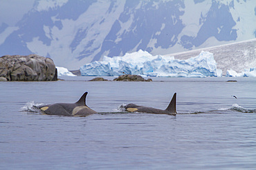 A small pod of about 25 'Type B' killer whales, Orcinus orca, at 67° 30.3S 67° 58.4W near the Antarctic Peninsula, Antarctica.