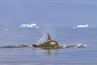 A small pod of about 25 'Type B' killer whales, Orcinus orca, at 67° 30.3S 67° 58.4W near the Antarctic Peninsula, Antarctica.