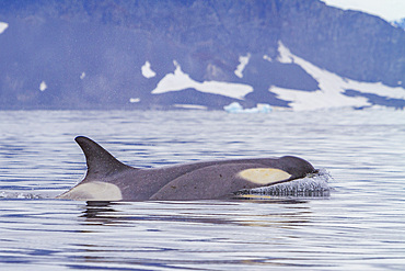 A small pod of about 25 'Type B' killer whales, Orcinus orca, at 67° 30.3S 67° 58.4W near the Antarctic Peninsula, Antarctica.