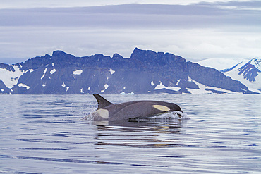 A small pod of about 25 'Type B' killer whales, Orcinus orca, at 67° 30.3S 67° 58.4W near the Antarctic Peninsula, Antarctica.