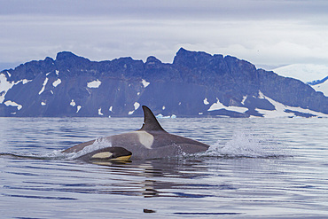 A small pod of about 25 'Type B' killer whales, Orcinus orca, at 67° 30.3S 67° 58.4W near the Antarctic Peninsula, Antarctica.