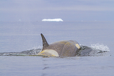 A small pod of about 25 'Type B' killer whales, Orcinus orca, at 67° 30.3S 67° 58.4W near the Antarctic Peninsula, Antarctica.