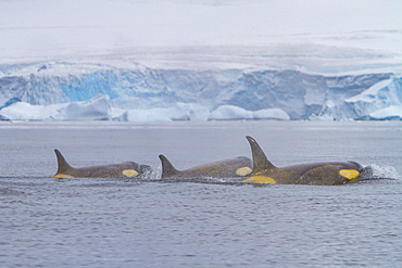 A small pod of about 25 'Type B' killer whales, Orcinus orca, at 67° 30.3S 67° 58.4W near the Antarctic Peninsula, Antarctica.
