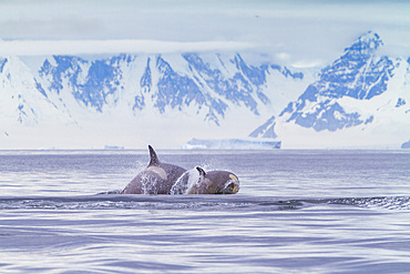 A small pod of about 25 'Type B' killer whales, Orcinus orca, at 67° 30.3S 67° 58.4W near the Antarctic Peninsula, Antarctica.