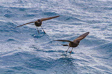 Adult Wilson's storm petrels, Oceanites oceanicus, feeding at the surface at Elephant Island, South Shetlands, Antarctica.