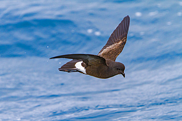 Adult Wilson's storm petrel, Oceanites oceanicus, feeding at the surface at Elephant Island, South Shetlands, Antarctica.