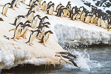 Adélie penguins, Pygoscelis adeliae, leaping off ice to return to sea to feed on Paulet Island, Antarctica.
