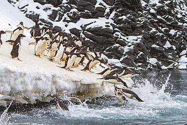Adélie penguins, Pygoscelis adeliae, leaping off ice to return to sea to feed on Paulet Island, Antarctica.