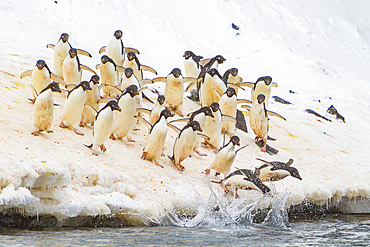 Adélie penguins, Pygoscelis adeliae, leaping off ice to return to sea to feed on Paulet Island, Antarctica.