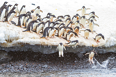 Adélie penguins, Pygoscelis adeliae, leaping off ice to return to sea to feed on Paulet Island, Antarctica.