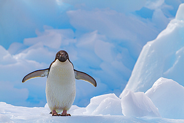 Adélie penguin, Pygoscelis adeliae, on ice near the Antarctic Peninsula, Antarctica.