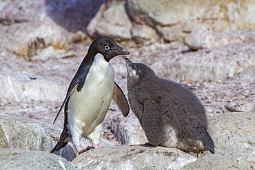 Adélie penguin, Pygoscelis adeliae, parent and chick at red rock ridge, below the Antarctic Circle on the Antarctic Peninsula, Antarctica.