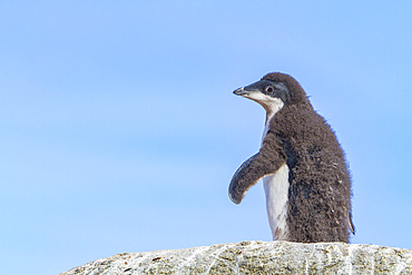 Adélie penguin, Pygoscelis adeliae, chick at red rock ridge, below the Antarctic Circle on the Antarctic Peninsula, Antarctica.