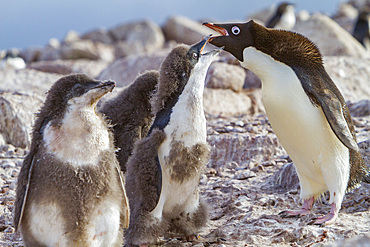 Adélie penguin, Pygoscelis adeliae, parent and chick at red rock ridge, below the Antarctic Circle on the Antarctic Peninsula, Antarctica.