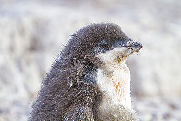 Adélie penguin, Pygoscelis adeliae, chick at red rock ridge, below the Antarctic Circle on the Antarctic Peninsula, Antarctica.