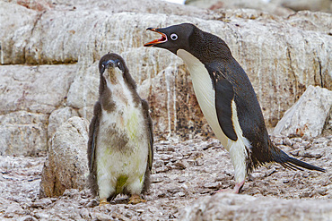 Adélie penguin, Pygoscelis adeliae, parent and chick at red rock ridge, below the Antarctic Circle on the Antarctic Peninsula, Antarctica.