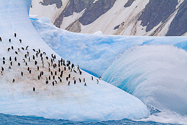 Chinstrap penguins, Pygoscelis antarctica, on a huge iceberg in the South Orkneys, Antarctica, Southern Ocean.