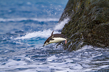 Chinstrap penguin, Pygoscelis antarctica, leaping in to the ocean in the South Orkneys, Antarctica, Southern Ocean.