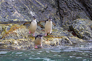 Chinstrap penguins, Pygoscelis antarctica, leaping in to the ocean in the South Orkneys, Antarctica, Southern Ocean.