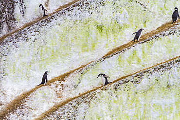 Chinstrap penguins, Pygoscelis antarctica, on 'penguin highways' carved in the ice in the South Orkneys, Antarctica.