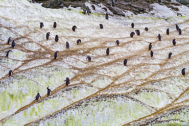 Chinstrap penguins, Pygoscelis antarctica, on 'penguin highways' carved in the ice in the South Orkneys, Antarctica.
