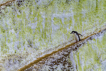 Chinstrap penguin, Pygoscelis antarctica, on 'penguin highways' carved in the ice in the South Orkneys, Antarctica.