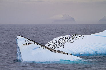 Chinstrap penguins, Pygoscelis antarctica, on a huge iceberg in the South Orkneys, Antarctica, Southern Ocean.