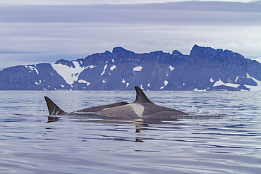 A small pod of about 25 'Type B' killer whales, Orcinus orca, at 67° 30.3S 67° 58.4W near the Antarctic Peninsula, Antarctica.