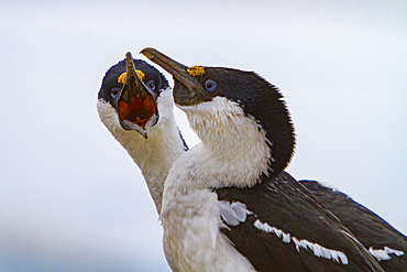 Antarctic shag, Phalacrocorax (atriceps) bransfieldensis, pair mutually preening each other on Weinke Island, Antarctica.