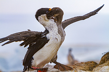 Antarctic shag, Phalacrocorax (atriceps) bransfieldensis, adult feeding chick on Weinke Island, Antarctica, Southern Ocean.