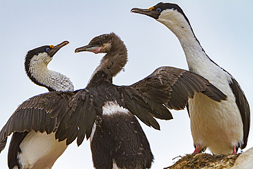 Antarctic shag, Phalacrocorax (atriceps) bransfieldensis, adults feeding chick on Weinke Island, Antarctica, Southern Ocean.