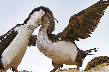 Antarctic shag, Phalacrocorax (atriceps) bransfieldensis, adult feeding chick on Weinke Island, Antarctica, Southern Ocean.