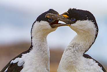 Antarctic shag, Phalacrocorax (atriceps) bransfieldensis, pair mutually preening each other on Weinke Island, Antarctica.