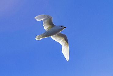 Adult snow petrel, Pagodroma nivea nivea, in flight near icebergs in the Antarctic Peninsula, Antarctica, Southern Ocean.