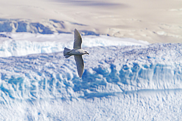 Adult snow petrel, Pagodroma nivea nivea, in flight near icebergs in the Antarctic Peninsula, Antarctica, Southern Ocean.