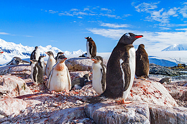 Gentoo penguin, Pygoscelis papua, adult with chicks in Antarctica, Southern Ocean.