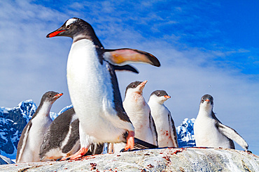 Gentoo penguin, Pygoscelis papua, adult with chicks in Antarctica, Southern Ocean.